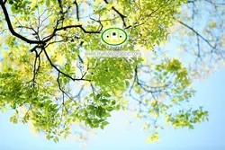 آسمان مجازی شاخه درختان کد 3020