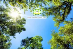 آسمان مجازی شاخه درختان کد 3023