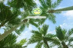 آسمان مجازی شاخه درختان کد 3025