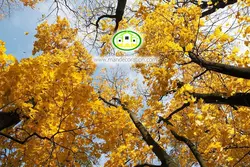 آسمان مجازی شاخه درختان کد 151