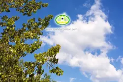 آسمان مجازی شاخه درختان کد 155