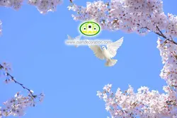 آسمان مجازی شکوفه کد 116