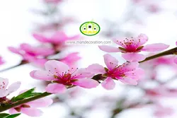 آسمان مجازی شکوفه کد 173