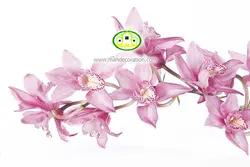 آسمان مجازی گل کد 175
