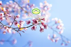 آسمان مجازی شکوفه کد 148