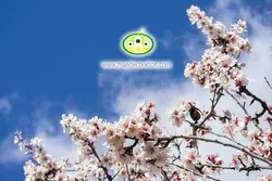 آسمان مجازی شکوفه کد 160