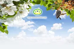 آسمان مجازی شکوفه کد 146