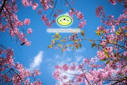 آسمان مجازی شکوفه کد 163