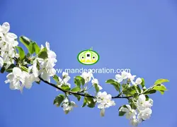 آسمان مجازی شکوفه کد 13194
