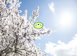 آسمان مجازی آسمان شکوفه کد 13254