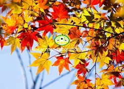 آسمان مجازی شاخه درختان کد 13328)