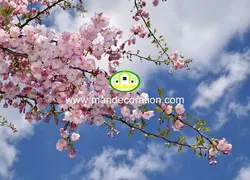 آسمان مجازی شکوفه کد 13310