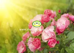 پوستردیواری گل کد 13296