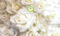 پوستردیواری گلهای رز کرم و سفید کد 5283