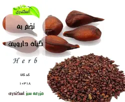 تخم به(به دانه)
