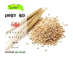 جودوسر ایرانی ارگانیک