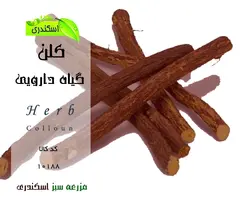 ریشه گیاه کلن