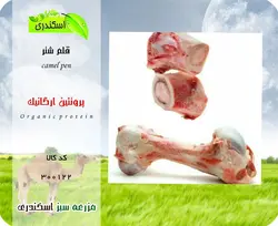 قلم شتر
