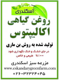 روغن اکالیپتوس اصل