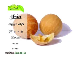 گیاه حنظل