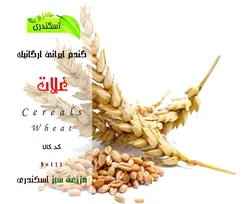 گندم ایرانی ارگانیک