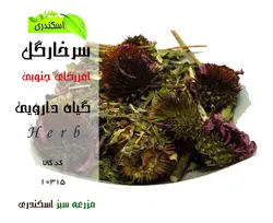 گیاه سرخارگل اصل (اکیناسه)