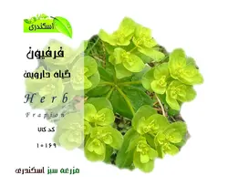 صمغ گیاه فرفیون