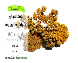 گیاه بومادران