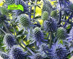 عسل بوقناق اصل