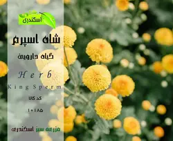 گیاه شاه اسپرم