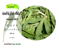 گیاه غزیاقی