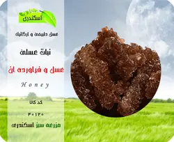 نبات عسلی