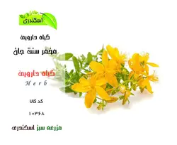 گیاه مخمر سنت جان