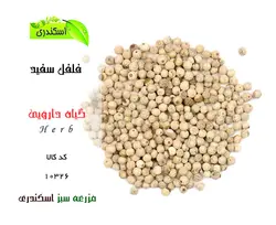 فلفل سفید