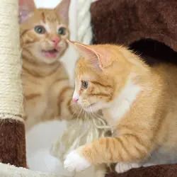برج مخملی گربه ها PETMAKER