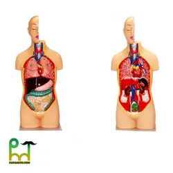 مولاژ آناتومی بدن انسان کد 4040