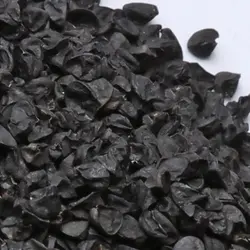 بذر پیاز زرد زرگان