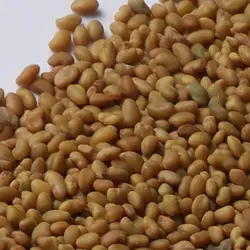 بذر قره یونجه یا سیاه یونجه