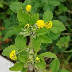 بذر قره یونجه یا سیاه یونجه