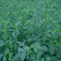 بذر قره یونجه یا سیاه یونجه