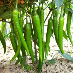 ترشی فلفل مجید 670 گرم