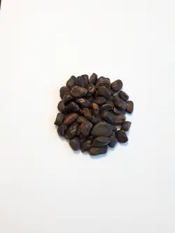 هسته تمبر هندی