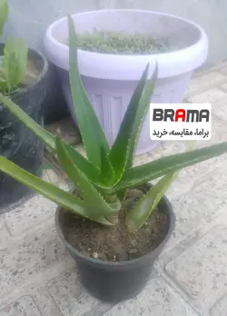 آلوئه ورا شاخ بزی