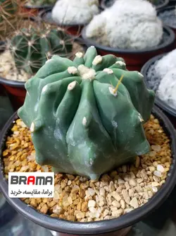 فرو کاکتوس اینرمیس