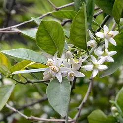 چای بهار نارنج نیوشا مخلوط چای سیاه و بهارنارنج 20 عدد