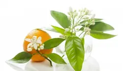 چای بهار نارنج نیوشا مخلوط چای سیاه و بهارنارنج 20 عدد