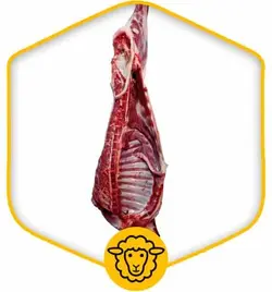 شقه گوسفندی