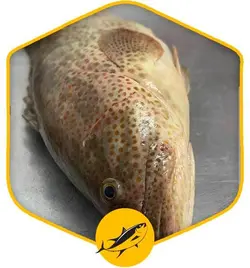 ماهی هامور درسته