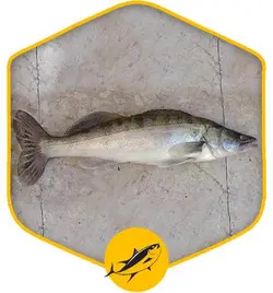 ماهی سوف درسته