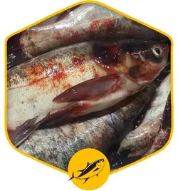 ماهی آزاد پرورشی ( فیتیفات )